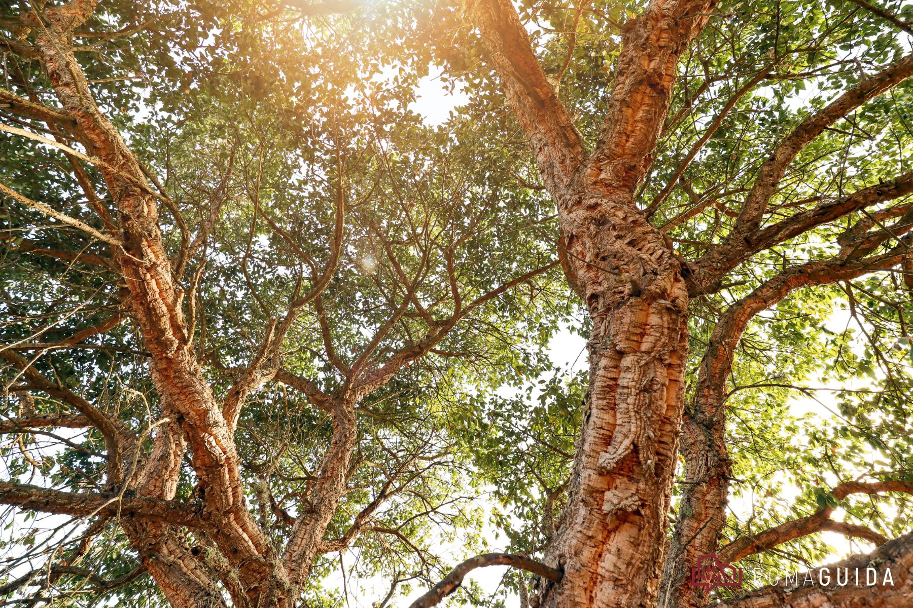 Riserva dell'Insugherata Roma