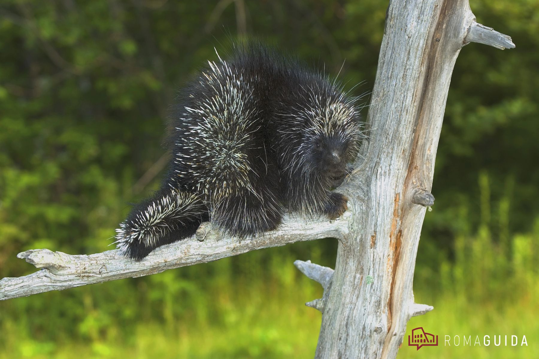 Riserva dell'Insugherata Roma