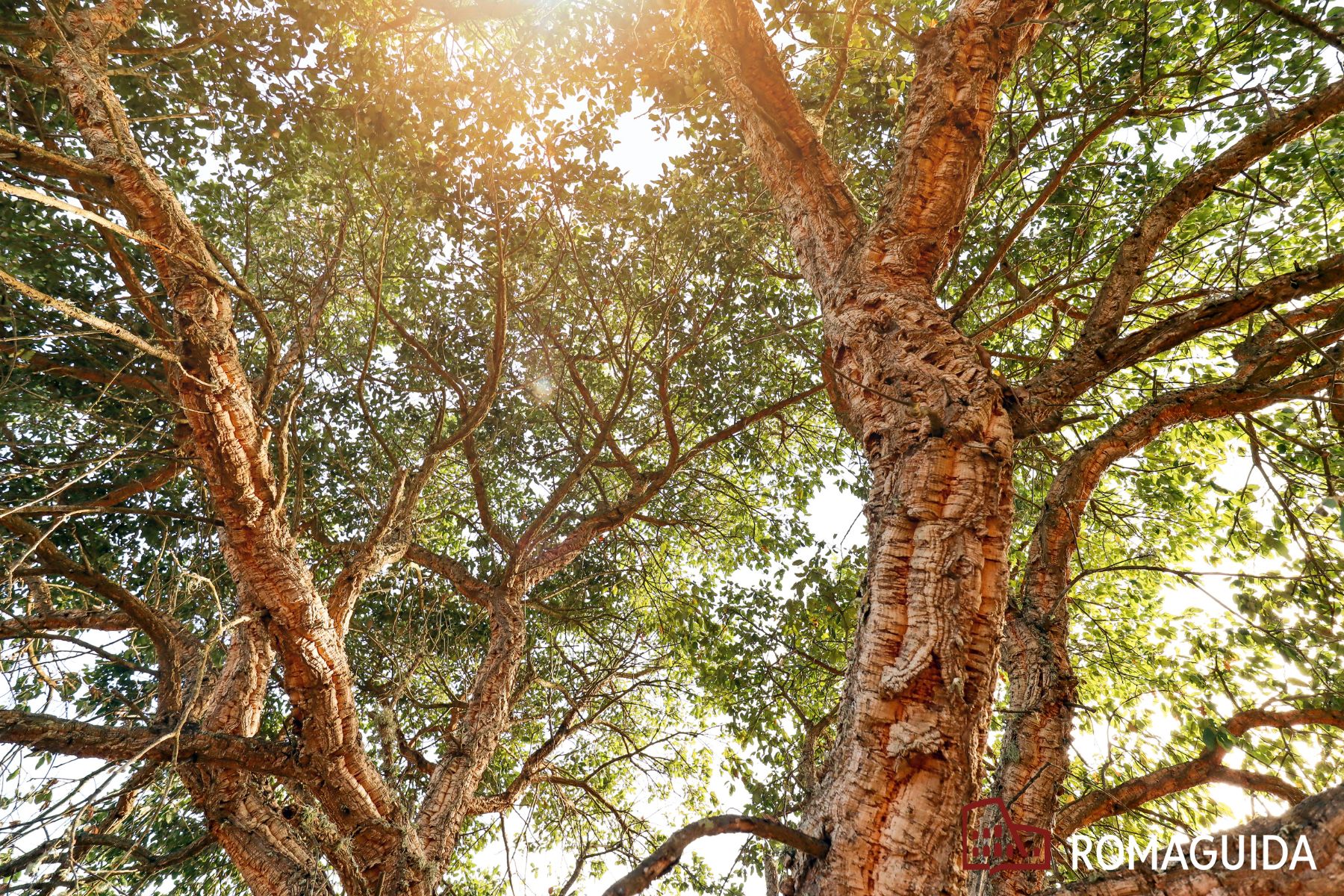 Riserva dell'Insugherata Roma