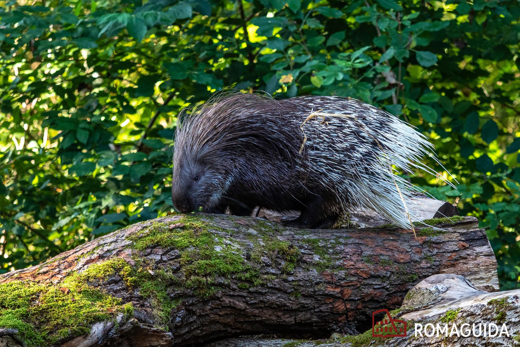 Riserva dell'Insugherata Roma