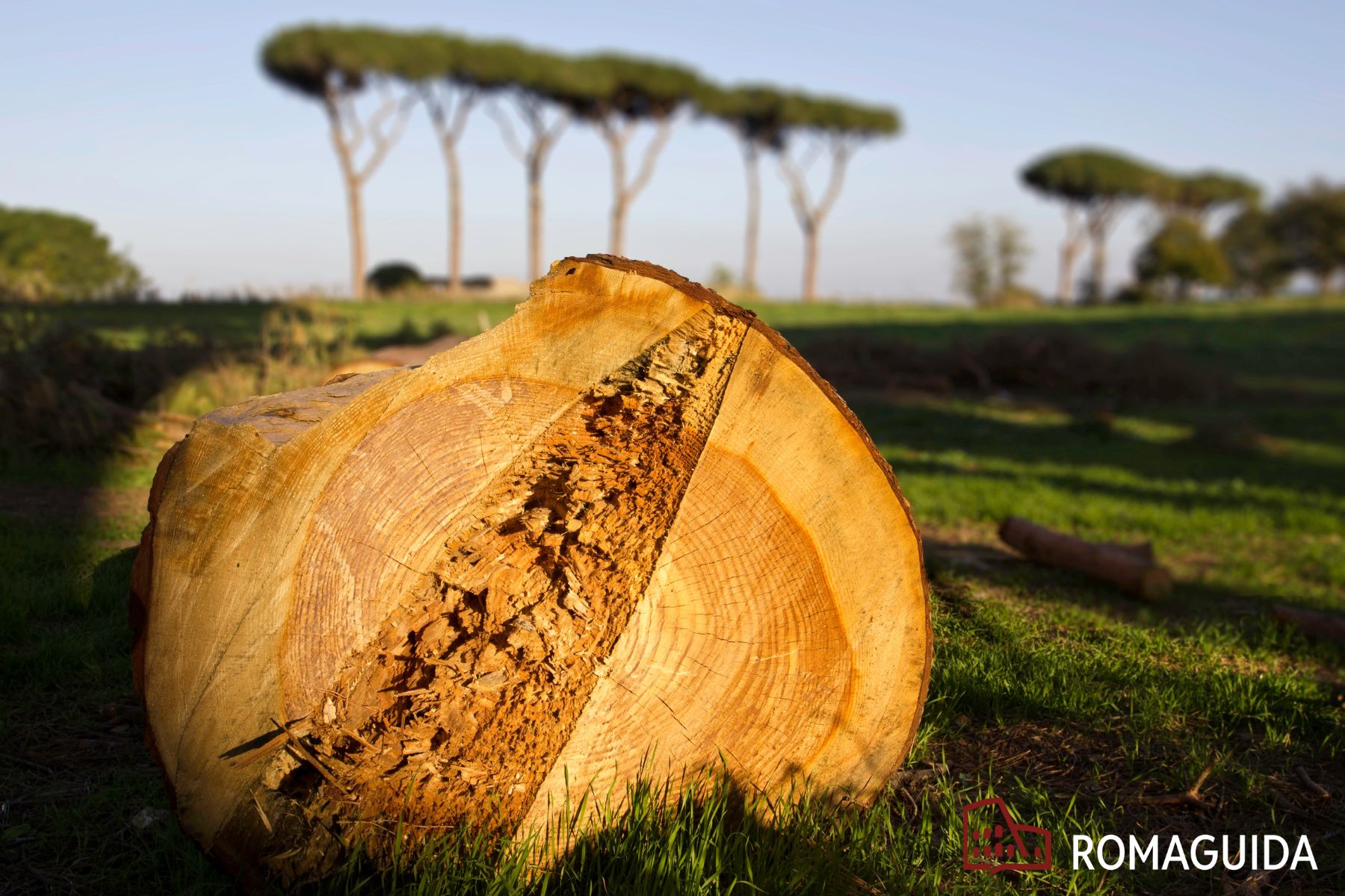 Visita naturalistica Appia Antica