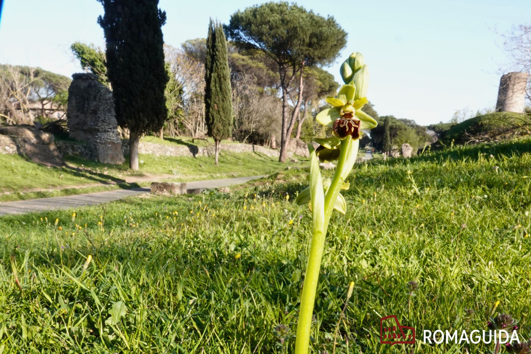 Visita naturalistica Appia Antica