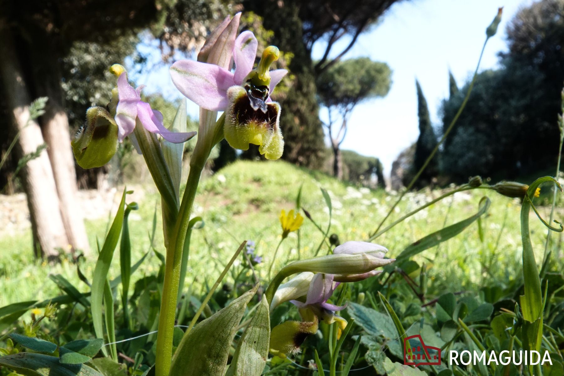 Visita naturalistica Appia Antica