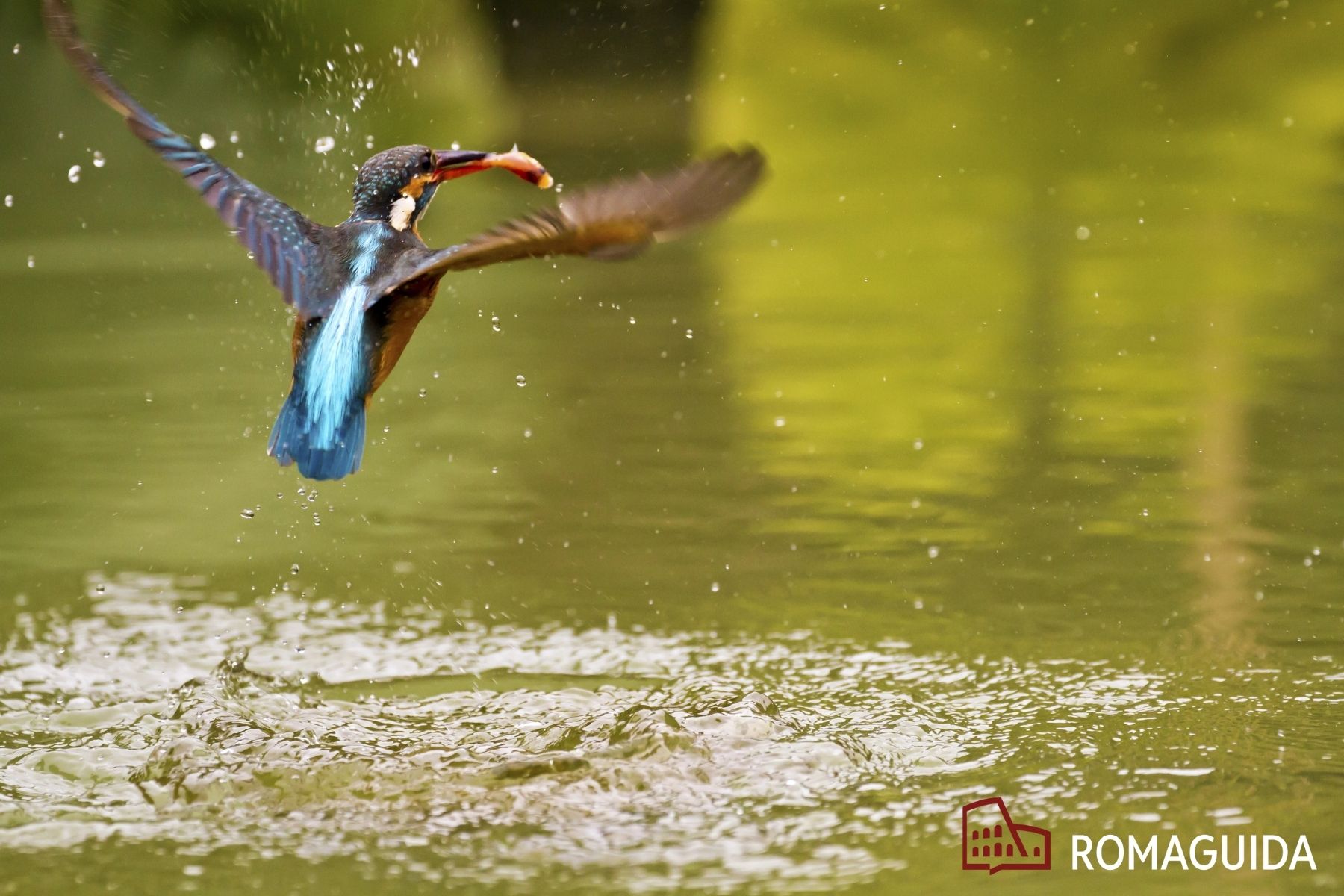 Visita naturalistica a Villa Doria Pamphilj Roma