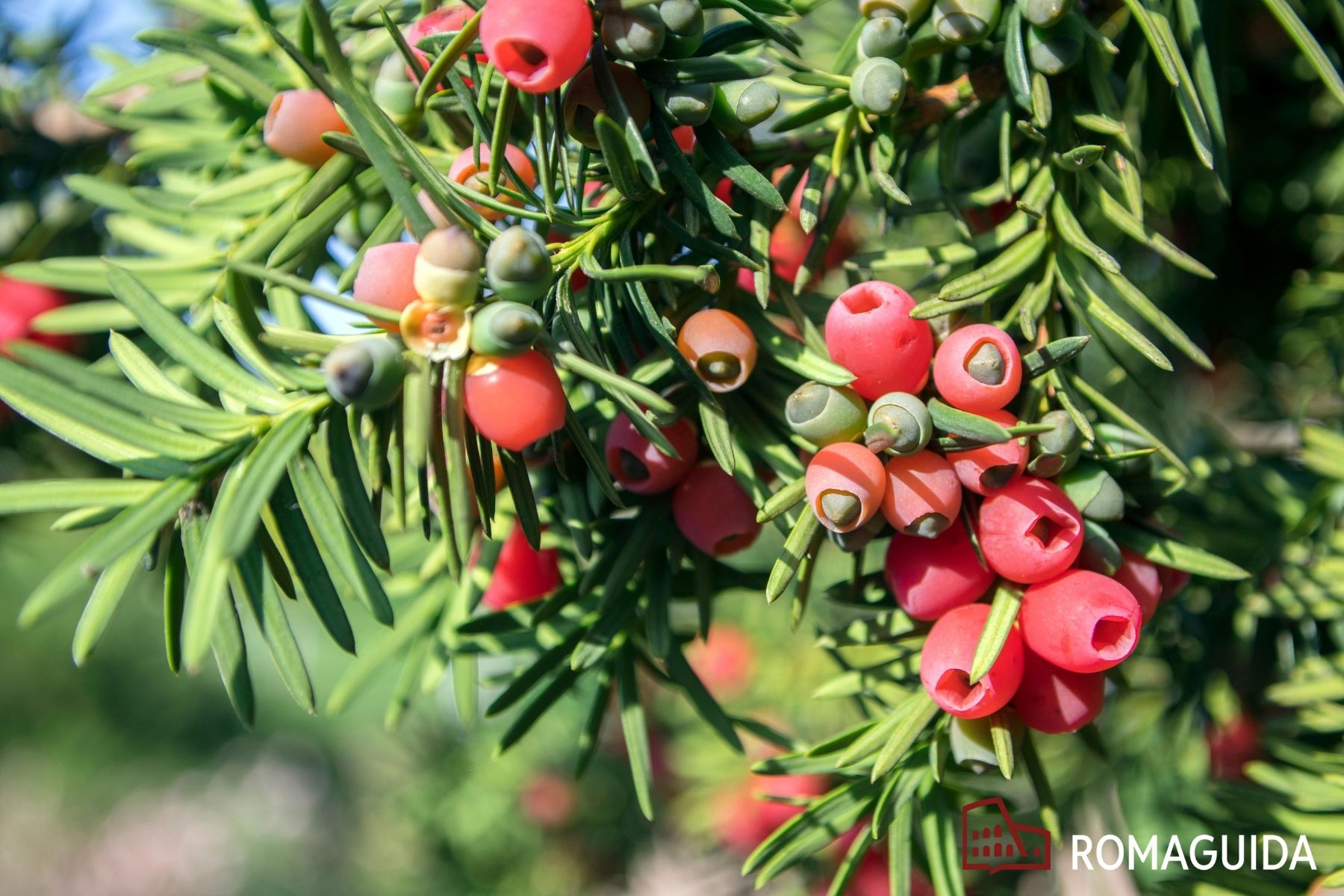 Visita naturalistica a Villa Doria Pamphilj Roma