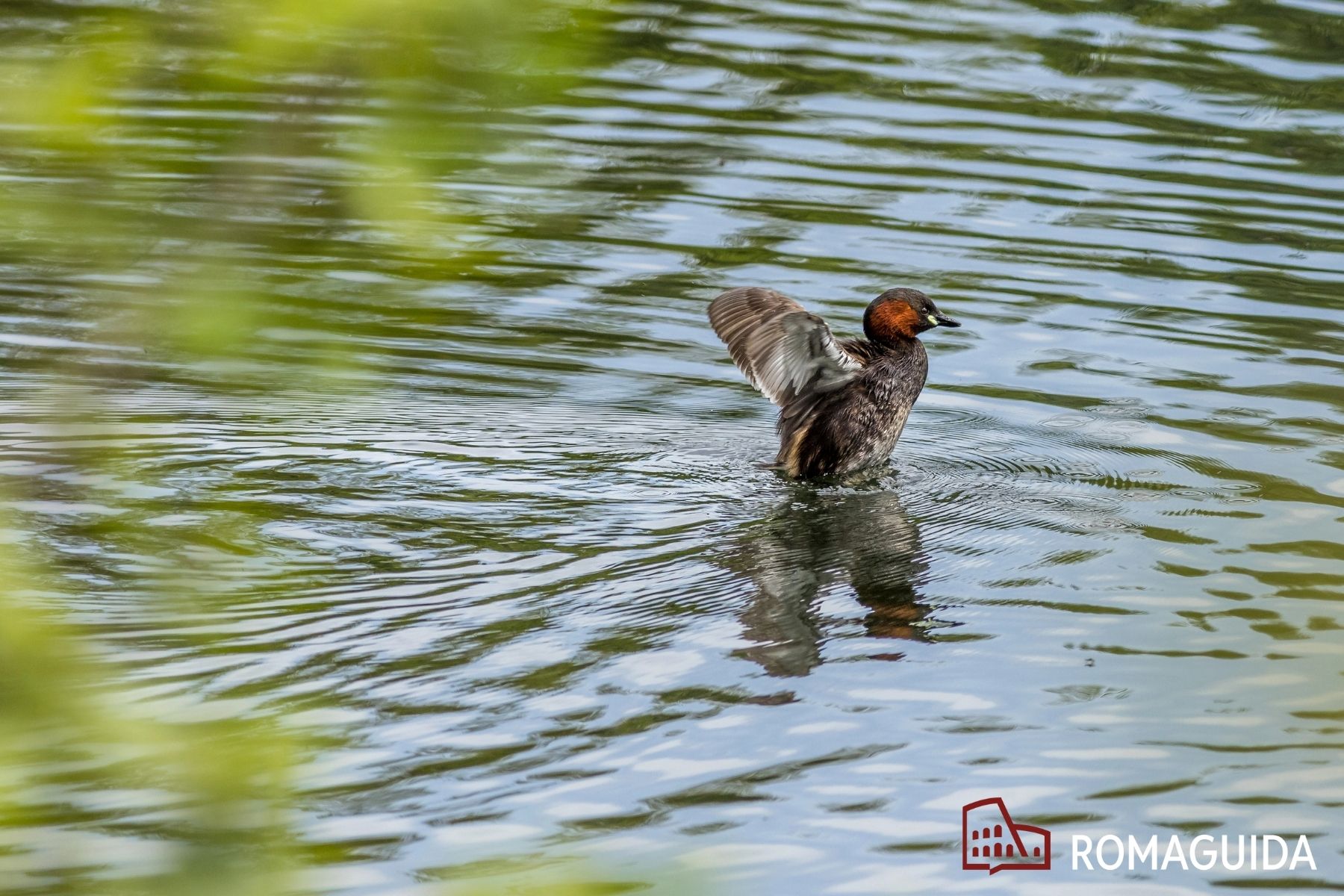 Visita naturalistica a Villa Doria Pamphilj Roma