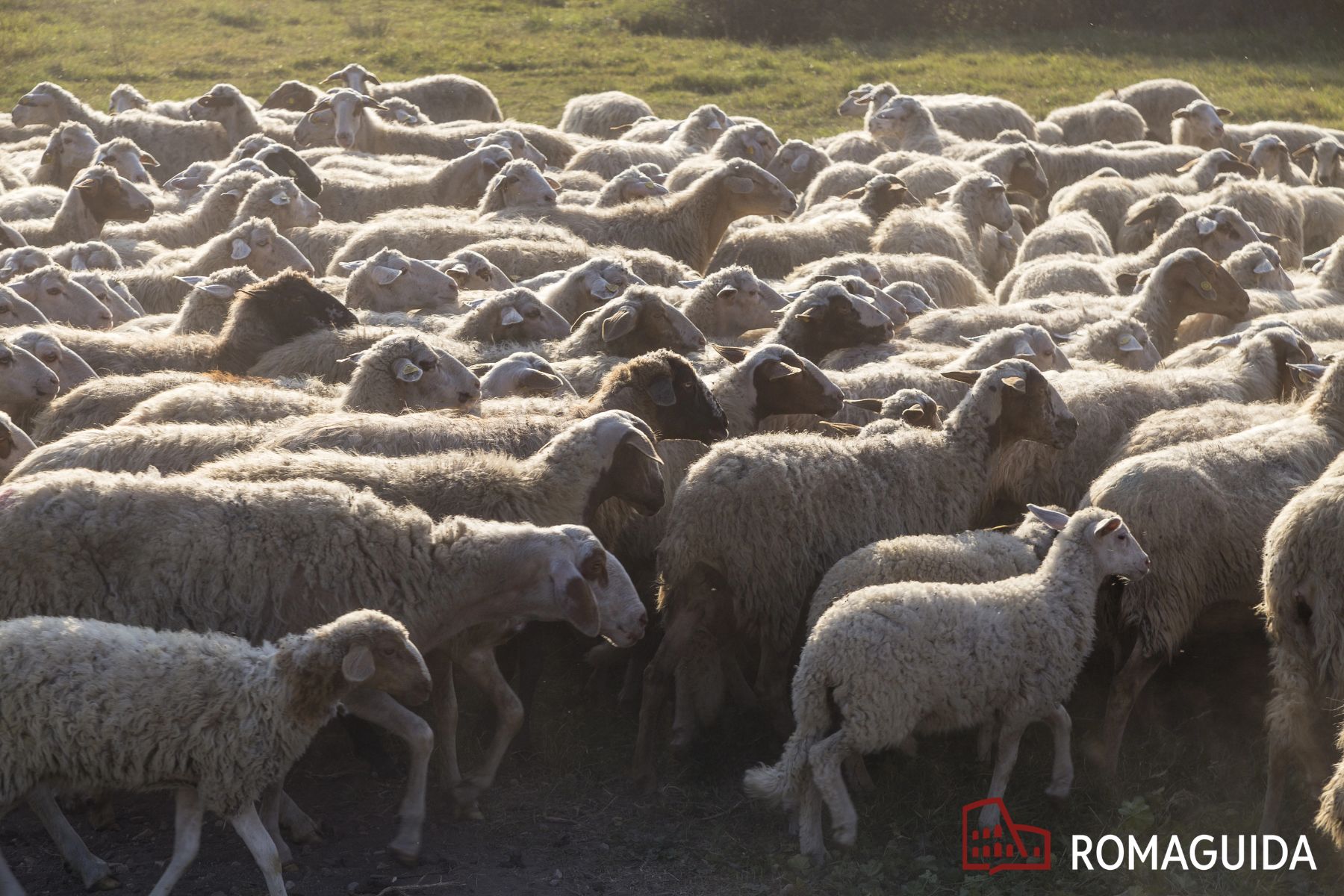 Valle della Caffarella biodiversità Roma