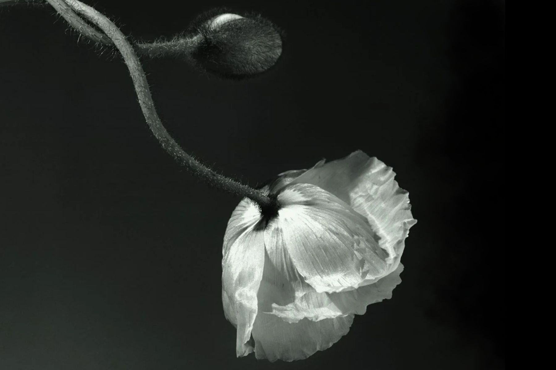 mostra mapplethorpe Roma