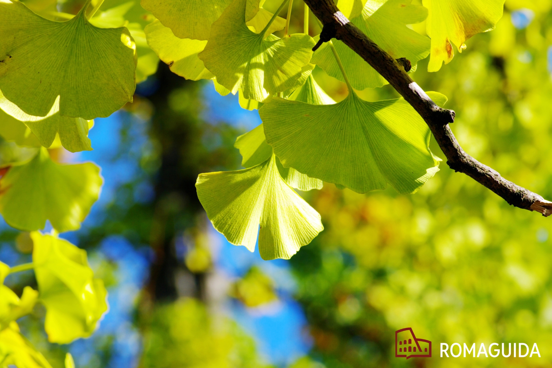 Orto Gianicolo Roma Autunno