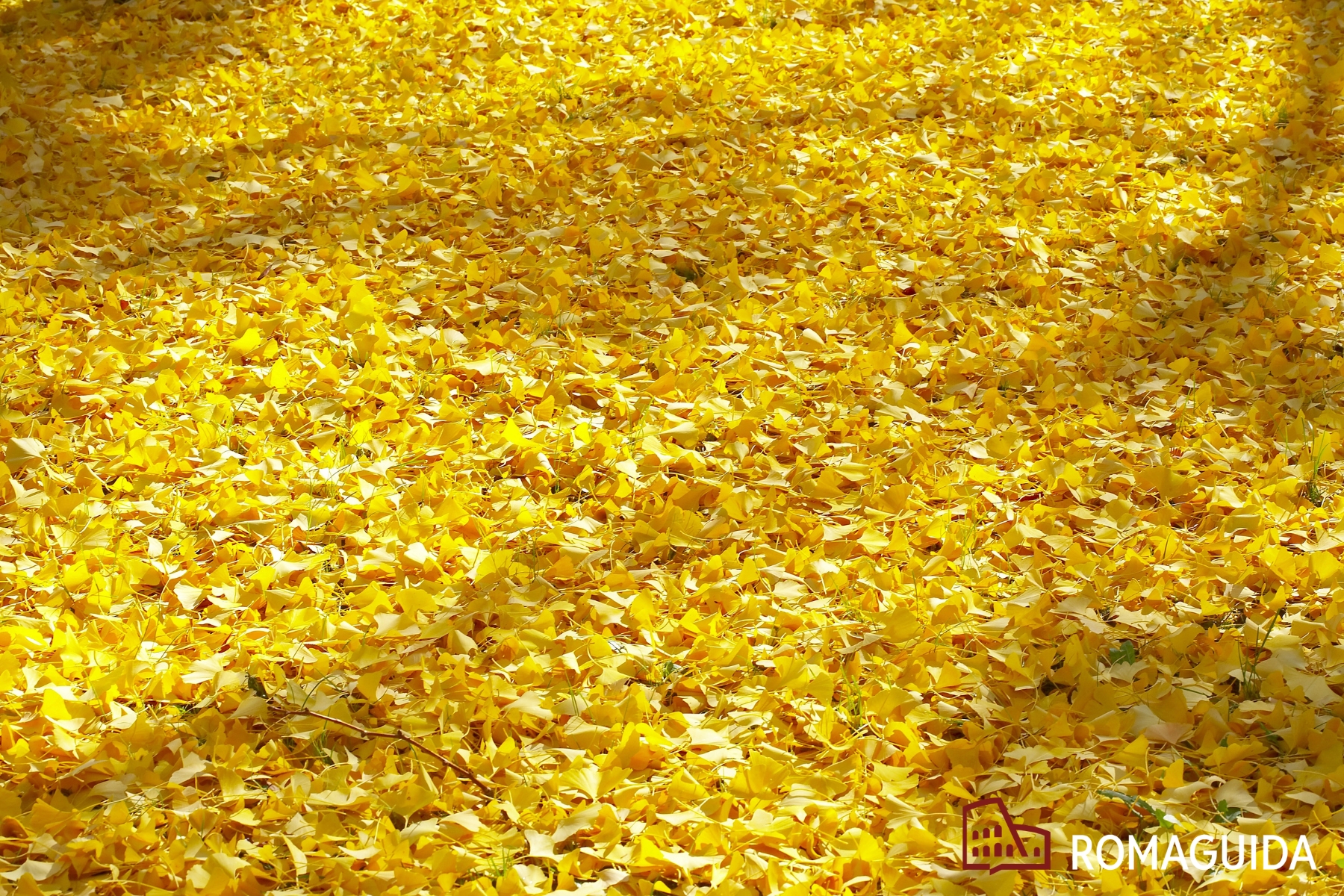 Orto Gianicolo Roma Autunno